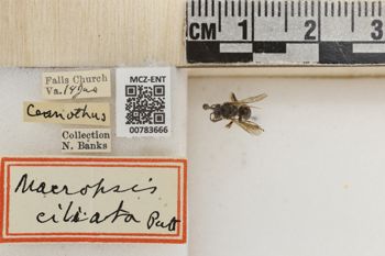 Media type: image;   Entomology 783666 Aspect: labels